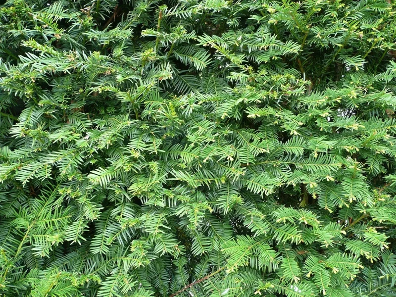 Dark Green Spreader Yew Cuttings - 12+ Unrooted, Easy to Root Shrubs Dark Green Spreader Yew Cuttings - 12+ Unrooted, Easy to Root Shrubs - Image 1