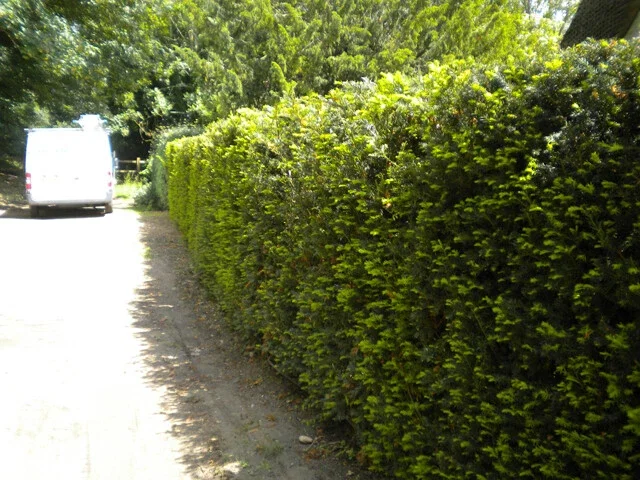 Dark Green Spreader Yew Cuttings - 12+ Unrooted, Easy to Root Shrubs Dark Green Spreader Yew Cuttings - 12+ Unrooted, Easy to Root Shrubs - Image 2