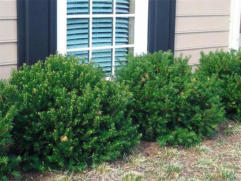 Dark Green Spreader Yew Cuttings - 12+ Unrooted, Easy to Root Shrubs Dark Green Spreader Yew Cuttings - 12+ Unrooted, Easy to Root Shrubs - Image 4