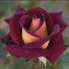 Dark Night Hybrid Tea Rose Bare Root Plant – 3-7 Inch Tall – Outdoor Flower - Image 1