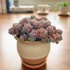Dasyphyllum Minor Live Succulent Plant - Indoor Houseplant 2-inch or 4-inch Pot - Image 1