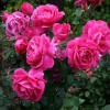 Deep Pink Climbing Rose Live Plant, 5-8" Tall Starter, Hybrid Tea Style, Fragrant Outdoor Garden Flower Deep Pink Climbing Rose Live Plant, 5-8" Tall Starter, Hybrid Tea Style, Fragrant Outdoor Garden Flower - Image 1