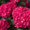 Deep Pink Hydrangea Live Plant – 5-7 Inch Tall Hydrangea Bush in Pot - Image 1