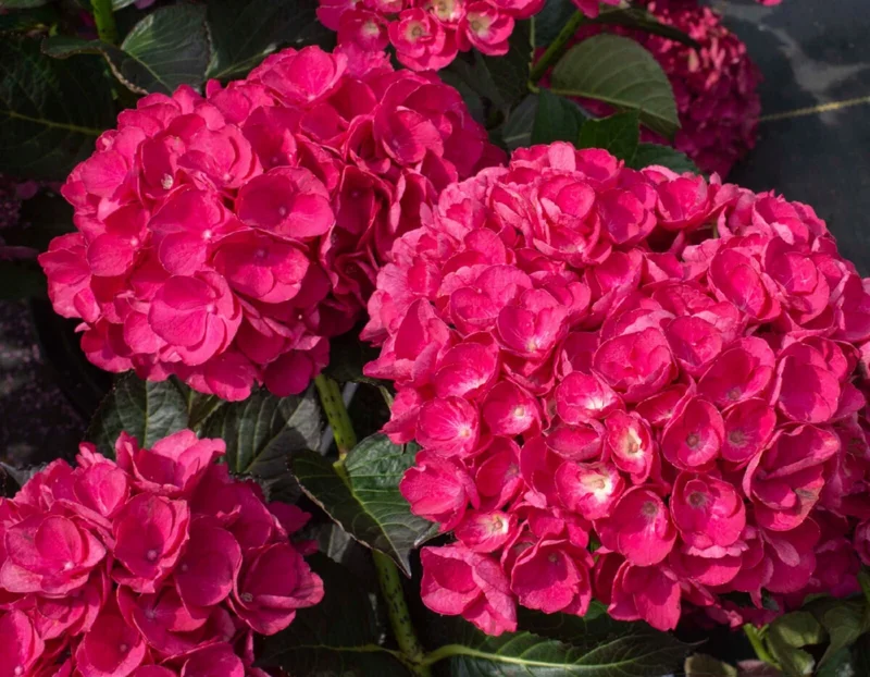 Deep Pink Hydrangea Live Plant – 5-7 Inch Tall Hydrangea Bush in Pot - Image 1