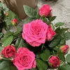 Deep Pink Mini Rose Bush Live Plant – 3-7 Inch Tall Starter Plant - Image 1