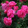Deep Pink Rose Bush Live Plant – Hybrid Tea Rose for Outdoor Garden, 4-6 inch tall Deep Pink Rose Bush Live Plant – Hybrid Tea Rose for Outdoor Garden, 4-6 inch tall - Image 1
