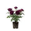 Deep Purple Bush Rose Live Plant – 4-6 Inch Tall – Outdoor Garden Ready - Image 1