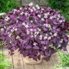 Deep Purple Oxalis Shamrock Live Plant - 3 inch Pot - Oxalis triangularis - Indoor & Patio Accent Deep Purple Oxalis Shamrock Live Plant - 3 inch Pot - Oxalis triangularis - Indoor & Patio Accent - Image 1