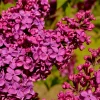 Deep Purple Syringa Reblooming Lilac Plant – Fragrant Shrub – 6-8 Inch Tall Starter - Image 1