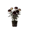 Deep Red Bush Rose Live Plant – 4-6 Inch Tall – Outdoor Garden Ready - Image 1