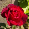 Deep Red Hybrid Tea Rose Plant Live – 5-8 Inch Tall Rose Bush Starter – Fragrant Outdoor Flower - Image 1