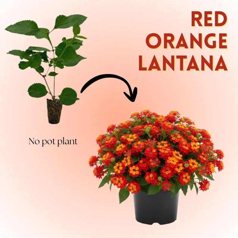 Deep Red Lantana Live Plant - 2 Plants, 6-9 Inch Tall, Trailing Perennial Flowers for Garden Deep Red Lantana Live Plant - 2 Plants, 6-9 Inch Tall, Trailing Perennial Flowers for Garden - Image 2