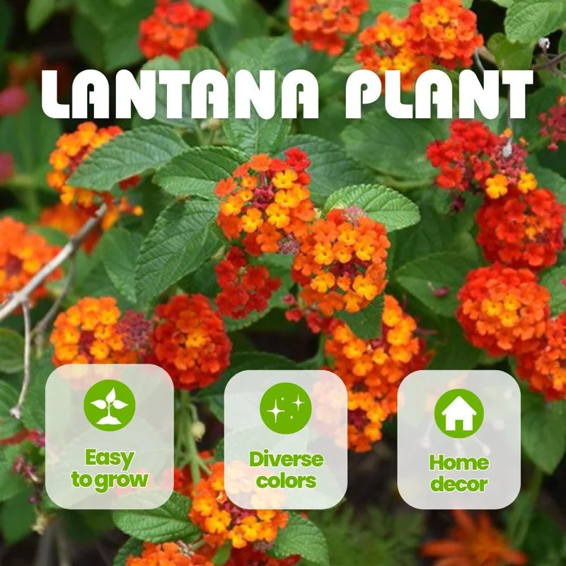 Deep Red Lantana Live Plant - 2 Plants, 6-9 Inch Tall, Trailing Perennial Flowers for Garden Deep Red Lantana Live Plant - 2 Plants, 6-9 Inch Tall, Trailing Perennial Flowers for Garden - Image 3