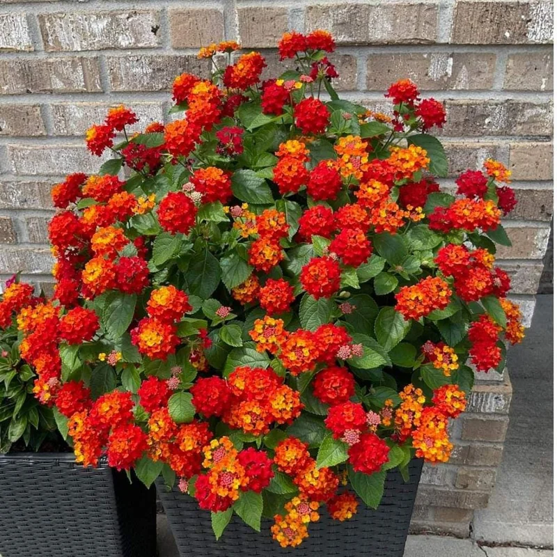 Deep Red Lantana Live Plant - 2 Plants, 6-9 Inch Tall, Trailing Perennial Flowers for Garden Deep Red Lantana Live Plant - 2 Plants, 6-9 Inch Tall, Trailing Perennial Flowers for Garden - Image 4