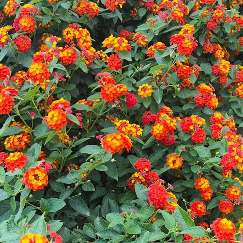 Deep Red Lantana Live Plant - 2 Plants, 6-9 Inch Tall, Trailing Perennial Flowers for Garden Deep Red Lantana Live Plant - 2 Plants, 6-9 Inch Tall, Trailing Perennial Flowers for Garden - Image 5