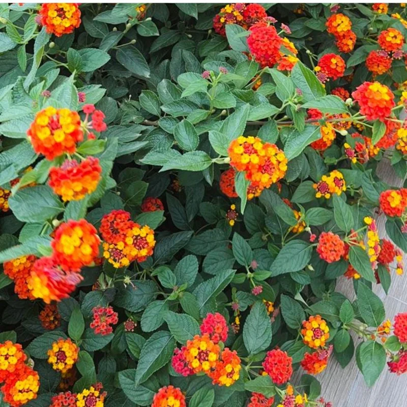 Deep Red Lantana Live Plant - 2 Plants, 6-9 Inch Tall, Trailing Perennial Flowers for Garden Deep Red Lantana Live Plant - 2 Plants, 6-9 Inch Tall, Trailing Perennial Flowers for Garden - Image 6
