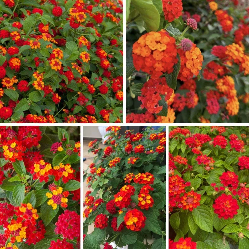 Deep Red Lantana Live Plant - 2 Plants, 6-9 Inch Tall, Trailing Perennial Flowers for Garden Deep Red Lantana Live Plant - 2 Plants, 6-9 Inch Tall, Trailing Perennial Flowers for Garden - Image 7