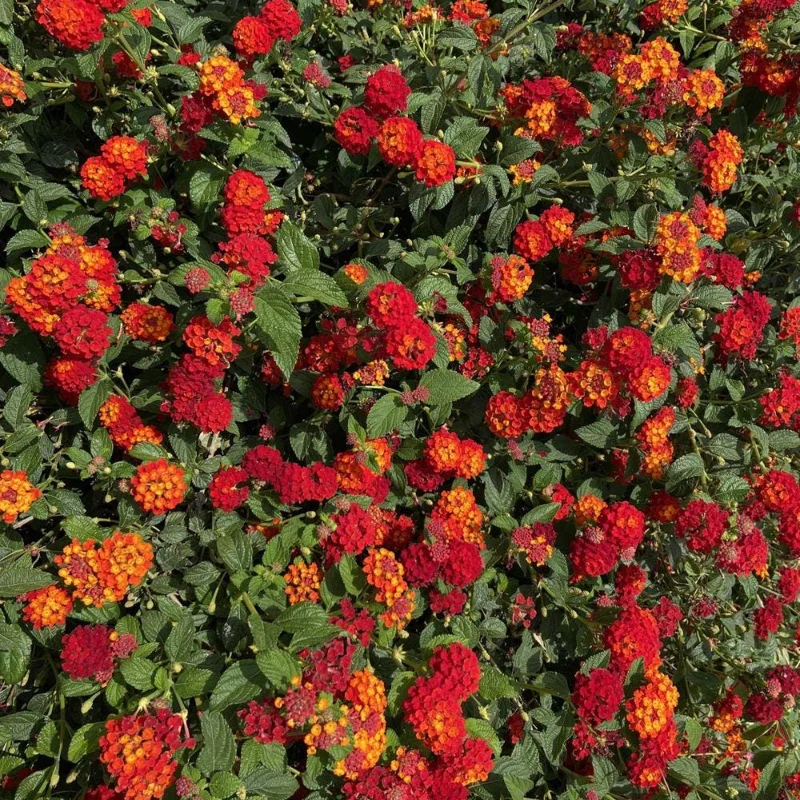 Deep Red Lantana Live Plant - 2 Plants, 6-9 Inch Tall, Trailing Perennial Flowers for Garden Deep Red Lantana Live Plant - 2 Plants, 6-9 Inch Tall, Trailing Perennial Flowers for Garden - Image 8