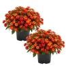 Deep Red Lantana Live Plant - 2 Plants, 6-9 Inch Tall, Trailing Perennial Flowers for Garden - Image 1