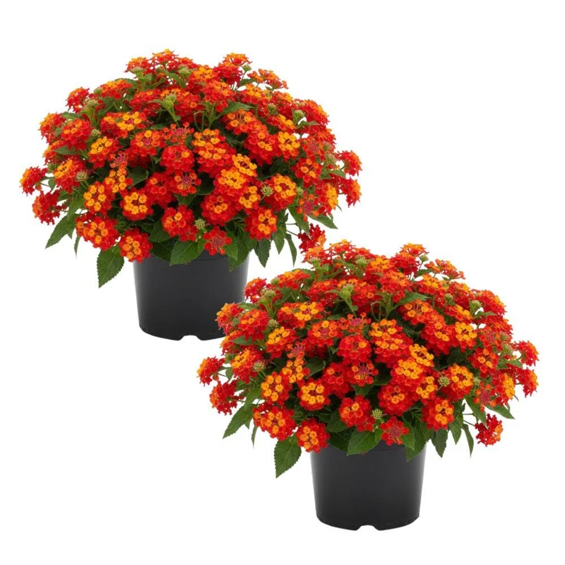Deep Red Lantana Live Plant - 2 Plants, 6-9 Inch Tall, Trailing Perennial Flowers for Garden Deep Red Lantana Live Plant - 2 Plants, 6-9 Inch Tall, Trailing Perennial Flowers for Garden - Image 1
