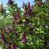 Deep Reddish Purple Reblooming Lilac Live Plant - Fragrant Syringa, 6-8 Inch Tall, Potted - Image 1