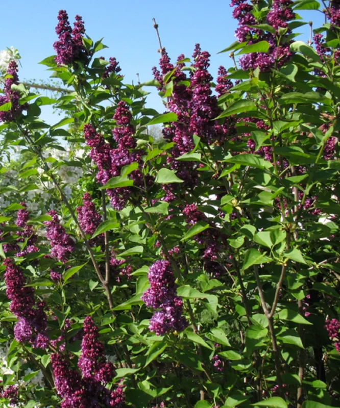 Deep Reddish Purple Reblooming Lilac Live Plant - Fragrant Syringa, 6-8 Inch Tall, Potted - Image 1
