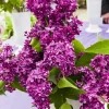 Deep Violet Reblooming Lilac Live Plant - Fragrant Syringa Flowers Starter Plant 6-8 Inch Tall - Image 1