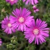 Delosperma Cooperi Hot Pink Ice Plant Live Starter Plant, 3-6 Inch Tall Hardy Succulent Groundcover for Outdoor Gardens, USDA Zones 6-10 - Image 1