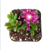 Delosperma Cooperi Ice Plant Live Plant – 2 Inch Pot – Magenta Flowers – Indoor/Outdoor Succulent Delosperma Cooperi Ice Plant Live Plant – 2 Inch Pot – Magenta Flowers – Indoor/Outdoor Succulent - Image 1