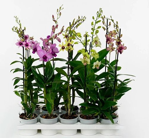 Dendrobium Orchid Plants Live – Set of 4 Assorted Tropical Flowers, 4-6 Inch Tall Dendrobium Orchid Plants Live – Set of 4 Assorted Tropical Flowers, 4-6 Inch Tall - Image 2