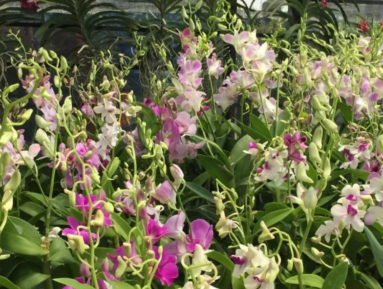 Dendrobium Orchid Plants Live – Set of 4 Assorted Tropical Flowers, 4-6 Inch Tall Dendrobium Orchid Plants Live – Set of 4 Assorted Tropical Flowers, 4-6 Inch Tall - Image 3