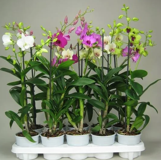 Dendrobium Orchid Plants Live – Set of 4 Assorted Tropical Flowers, 4-6 Inch Tall Dendrobium Orchid Plants Live – Set of 4 Assorted Tropical Flowers, 4-6 Inch Tall - Image 4