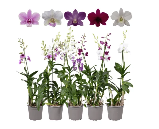 Dendrobium Orchid Plants Live – Set of 4 Assorted Tropical Flowers, 4-6 Inch Tall Dendrobium Orchid Plants Live – Set of 4 Assorted Tropical Flowers, 4-6 Inch Tall - Image 5