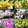 Dendrobium Orchid Plants Live – Set of 4 Assorted Tropical Flowers, 4-6 Inch Tall Dendrobium Orchid Plants Live – Set of 4 Assorted Tropical Flowers, 4-6 Inch Tall - Image 1