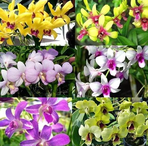 Dendrobium Orchid Plants Live – Set of 4 Assorted Tropical Flowers, 4-6 Inch Tall Dendrobium Orchid Plants Live – Set of 4 Assorted Tropical Flowers, 4-6 Inch Tall - Image 1