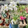 Desert Rose 6 Inch Live Plant - Adenium Obesum Houseplant - Flowering Succulent Desert Rose 6 Inch Live Plant - Adenium Obesum Houseplant - Flowering Succulent - Image 1