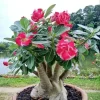 Desert Rose Live Plant 4-6 Inches Tall - Adenium Obesum Succulent Flower - Image 1