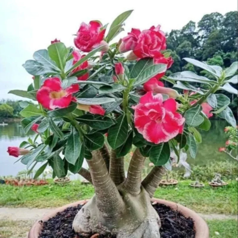 Desert Rose Live Plant 4-6 Inches Tall - Adenium Obesum Succulent Flower - Image 1