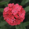 Dianthus Sweet Coral Live Plant - 2-5 inches Tall Plug - Fragrant Pink Flowers for Garden & Containers - Image 1