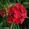 Dianthus Sweet Coral Live Plant – Flowering Plug, 2-5 inches Tall – Fragrant Perennial Outdoor - Image 1