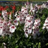 Diascia Cherry Blossom Live Plant – Twinspur Plug, 2-6 Inch Tall, Outdoor Flower Diascia Cherry Blossom Live Plant – Twinspur Plug, 2-6 Inch Tall, Outdoor Flower - Image 1