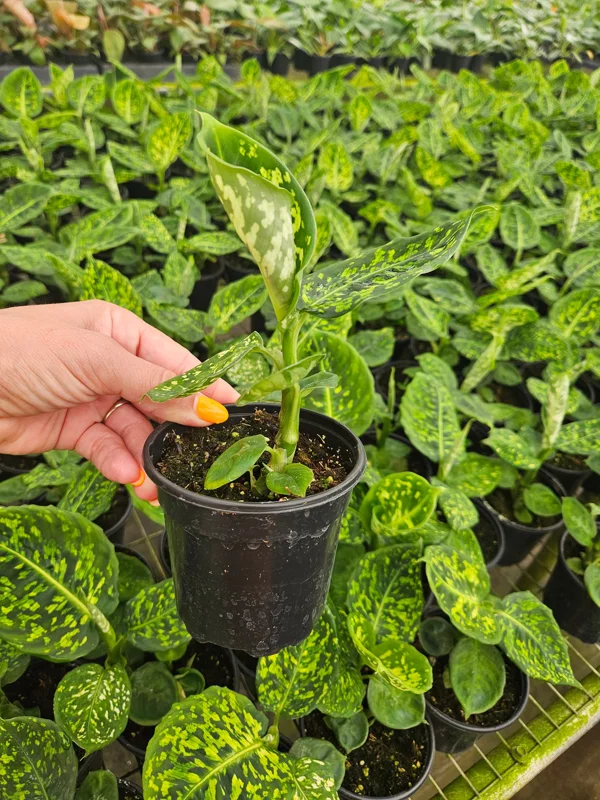 Dieffenbachia Reflector Live Plant – 4 Inch Pot – White Green Dumb Cane - Image 2