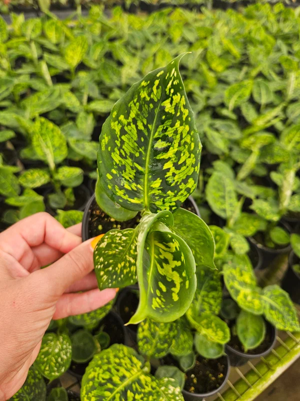 Dieffenbachia Reflector Live Plant – 4 Inch Pot – White Green Dumb Cane - Image 1