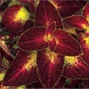 Dipt In Wine Coleus Live Plant 4-Pack – Vibrant Magenta Red Foliage, 4-8 Inch Tall Dipt In Wine Coleus Live Plant 4-Pack – Vibrant Magenta Red Foliage, 4-8 Inch Tall - Image 1