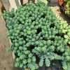 Donkey Tail Sedum Live Plant - Trailing Succulent, 2in or 4in Pot - Image 1