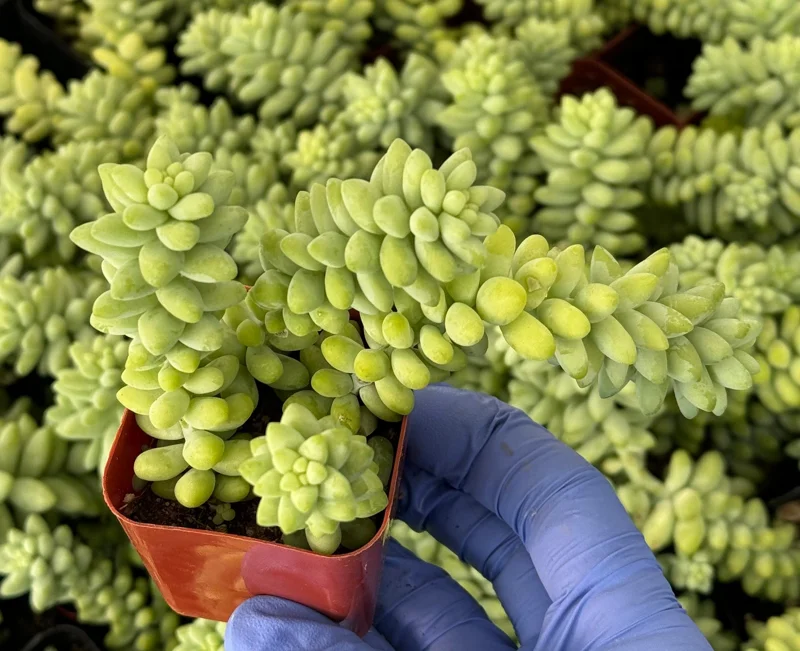 Donkey's Tail Sedum Burrito Live Plant - Trailing Succulent for Hanging Baskets Donkey's Tail Sedum Burrito Live Plant - Trailing Succulent for Hanging Baskets - Image 2