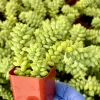 Donkey's Tail Sedum Burrito Live Plant - Trailing Succulent for Baskets - Image 1