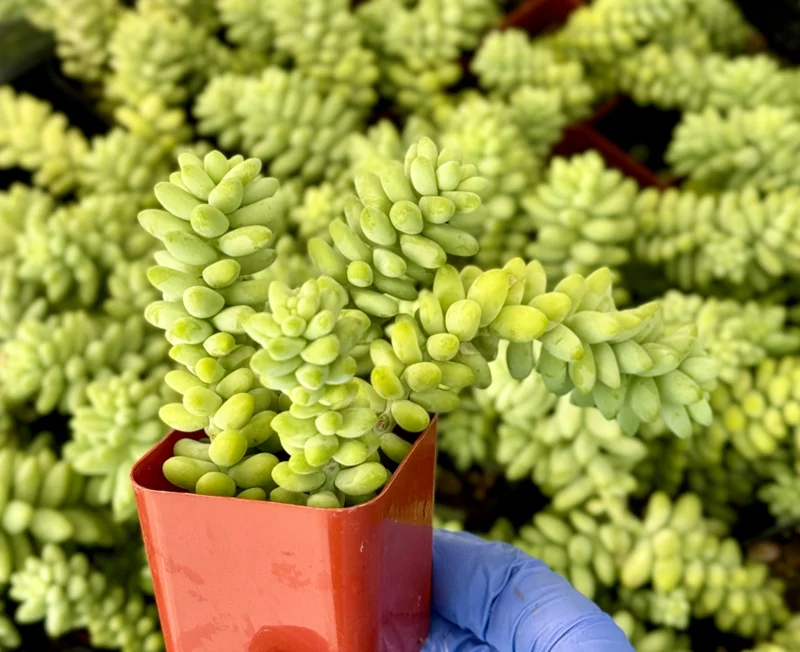 Donkey's Tail Sedum Burrito Live Plant - Trailing Succulent for Baskets Donkey's Tail Sedum Burrito Live Plant - Trailing Succulent for Baskets - Image 1
