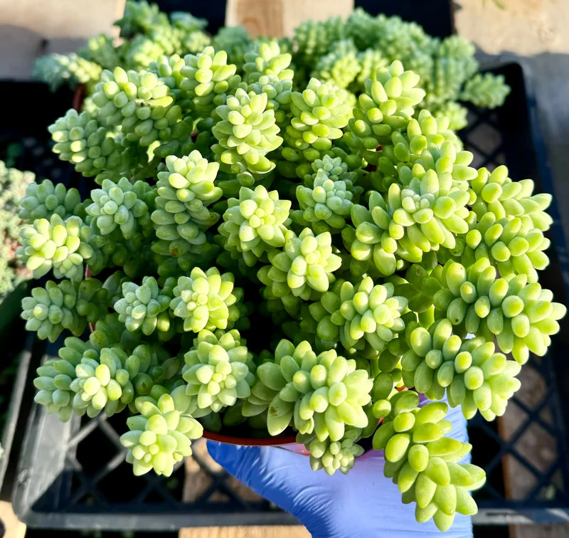 Donkey's Tail Sedum Burrito Live Plant - Trailing Succulent for Baskets Donkey's Tail Sedum Burrito Live Plant - Trailing Succulent for Baskets - Image 3