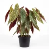 Dot Angel Wing Begonia Live Houseplant – 4-8 Inch Indoor Outdoor Plant - Image 1